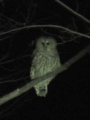 A bird sits on a tree branch